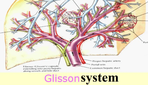 Percutaneous Introducer: A Sharp Tool for Minimally Invasive Liver and Gallbladder Surgery